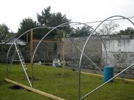 Polytunnel 17